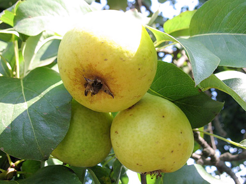 Ποικιλία αχλαδιών Limonka