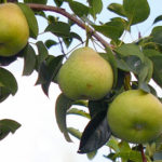 Pear variety Autumn Yakovleva