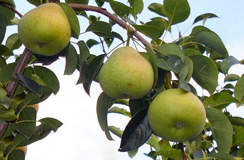 Pear variety Autumn Yakovleva