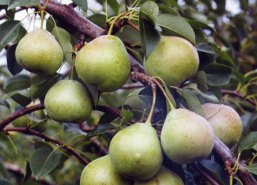 Pear variety Autumn Yakovleva