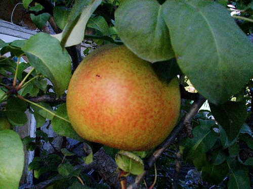 Pear variety Autumn Yakovleva