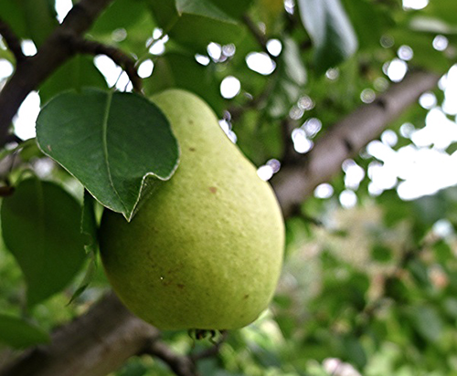 Pear variety Memory Zhegalov