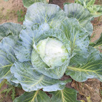 Cabbage variety Aggressor (F1)