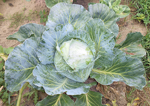 Cabbage variety Aggressor