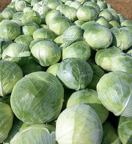 Cabbage variety Aggressor