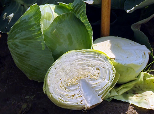 Cabbage variety Aggressor