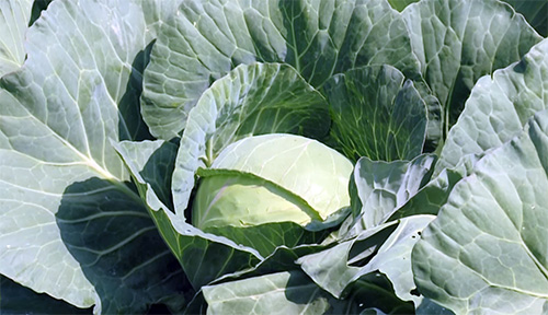 Cabbage variety Aggressor