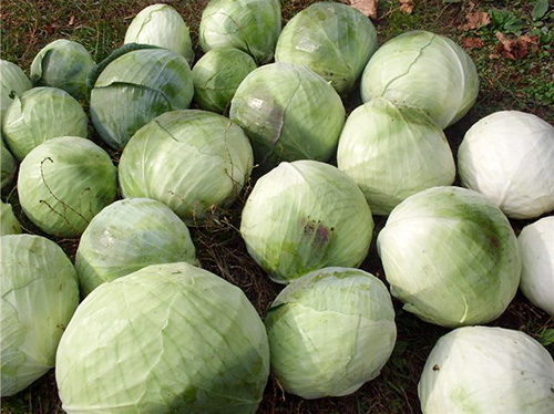 Cabbage variety Aggressor