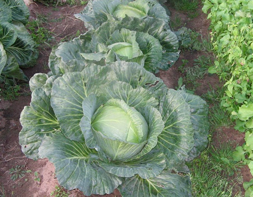 Cabbage variety Aggressor