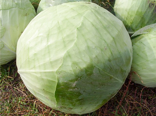 Cabbage variety Aggressor