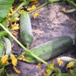 Cucumber variety Hector (F1)