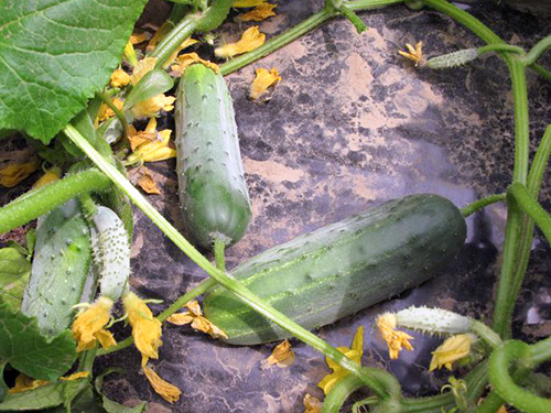 Cucumber variety Hector