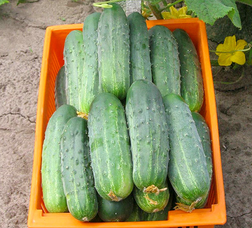 Cucumber variety Hector