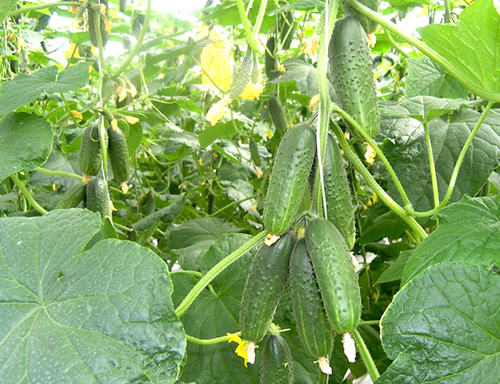 Cucumber variety German