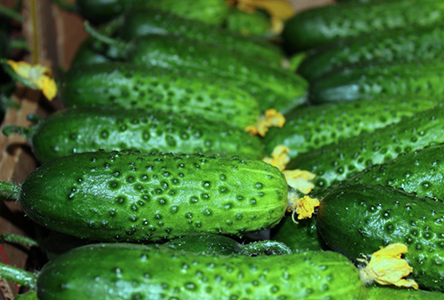 Cucumber variety Herman