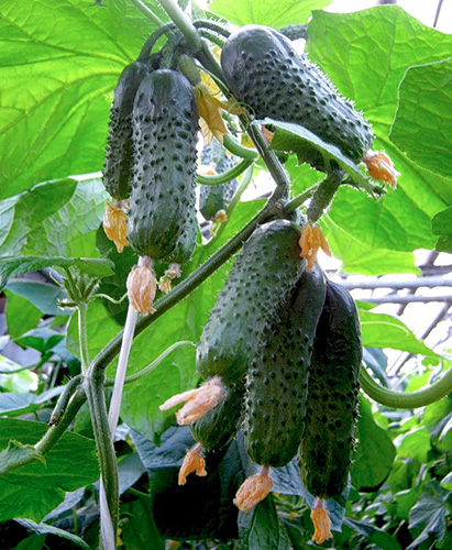 Cucumber variety Herman