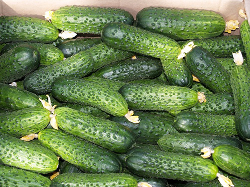 Cucumber variety Herman