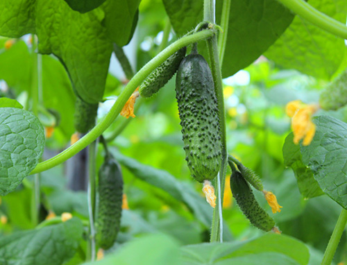 Cucumber variety Herman