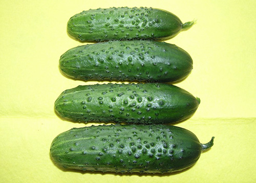 Cucumber variety Herman