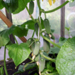 Connie's cucumber variety (F1)