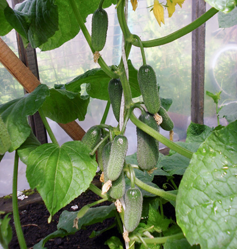 Connie's cucumber variety