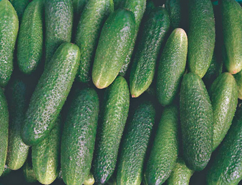 Connie's cucumber variety