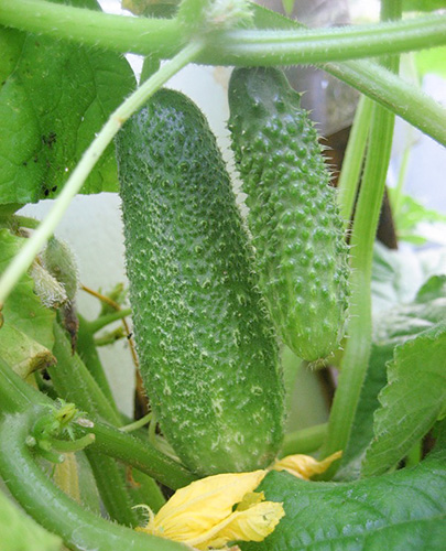 Connie's cucumber variety