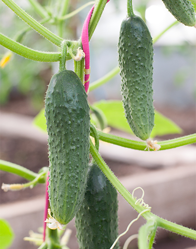 Cucumber variety Courage (F1)