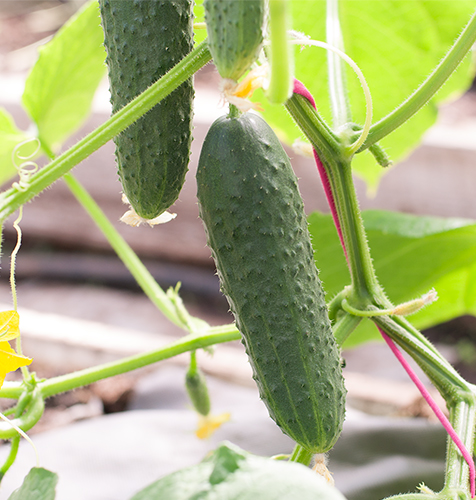 Cucumber variety Courage (F1)