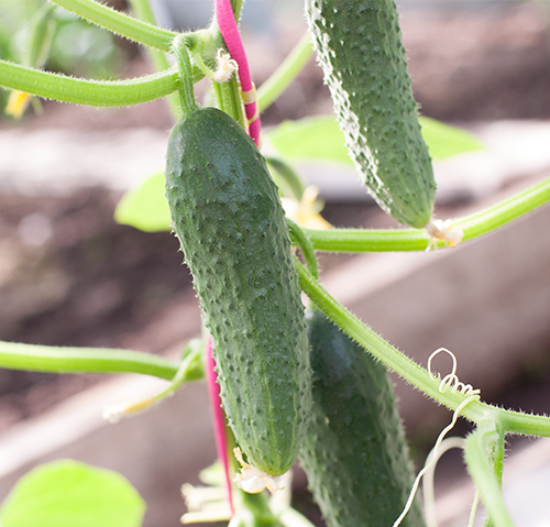 Cucumber variety Courage (F1)