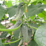 Cucumber variety Masha (F1)