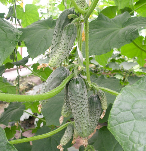 Cucumber variety Masha