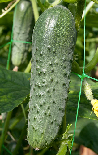 Cucumber variety Masha