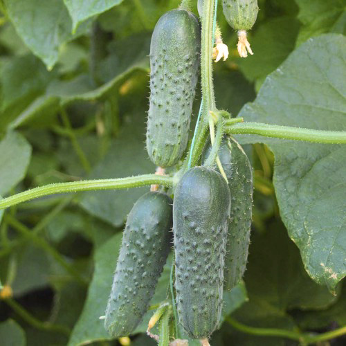 Cucumber variety Masha