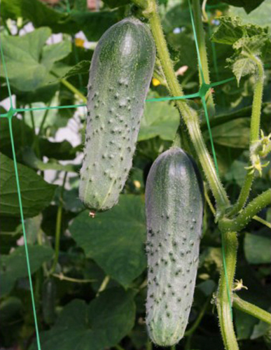 Cucumber variety Masha