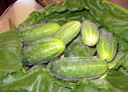 Cucumber variety Rodnichok