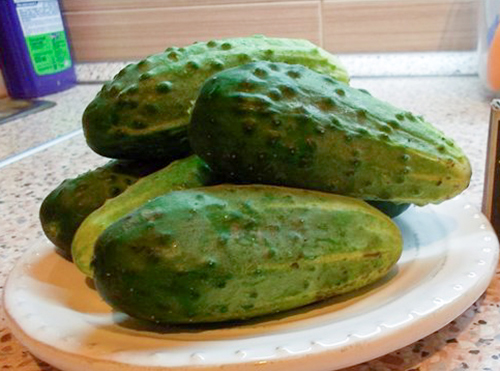 Cucumber variety Rodnichok