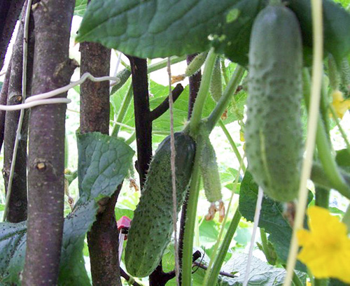 Cucumber variety Shchedryk