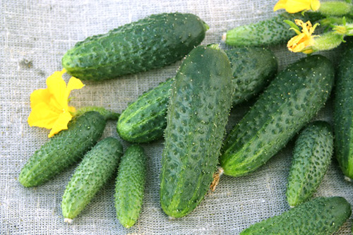 Cucumber variety Shchedryk