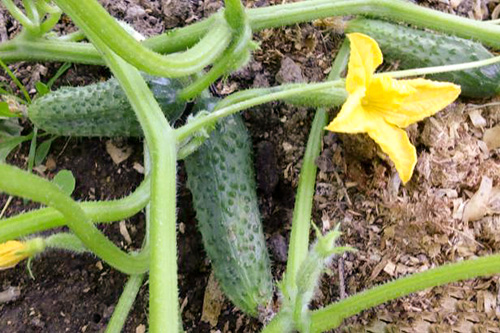 Cucumber variety Shchedryk