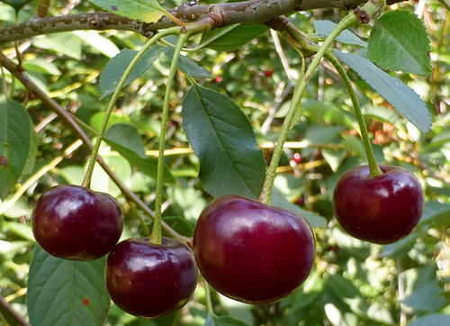 Cherry variety Dessert Morozova