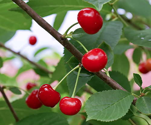 Cherry variety Dessert Morozova