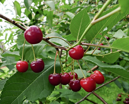 Kirsebærsort Dessert Morozova