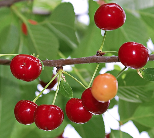 Cherry variety Dessert Morozova