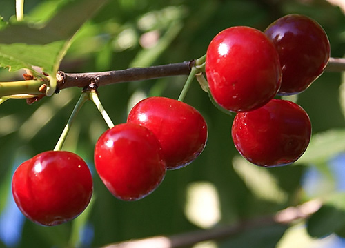 Cherry variety Dessert Morozova