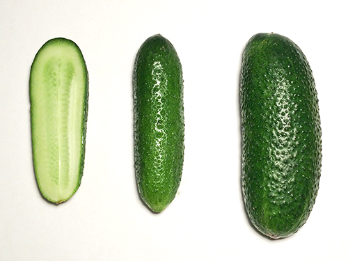 Cucumber variety Adam