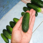 Cucumber variety Adam (F1)