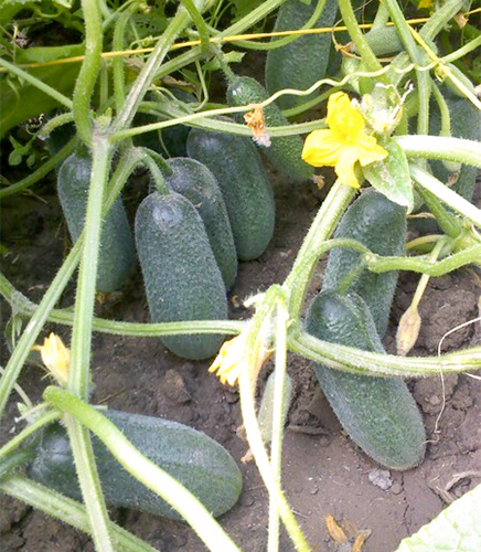 Cucumber variety Adam