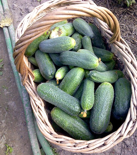 Cucumber variety Adam