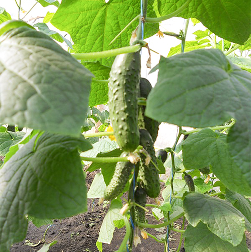 Cucumber variety Ajax